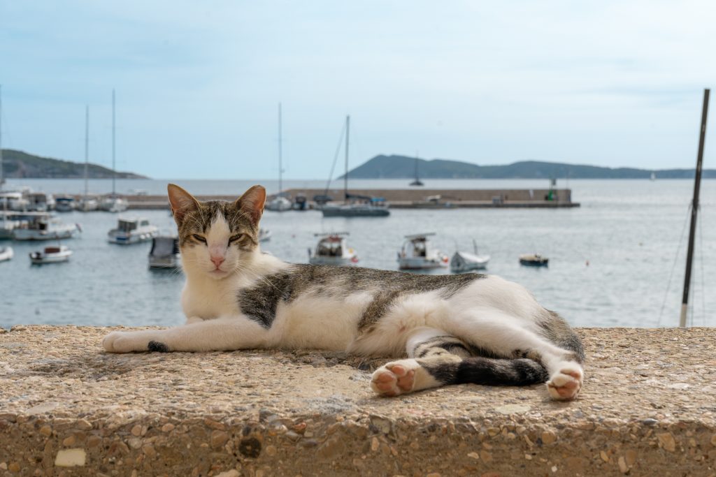 Best Instagram photo spots in Komiza in Vis, Croatia - cat lounging on wall in Komiza in front of harbor