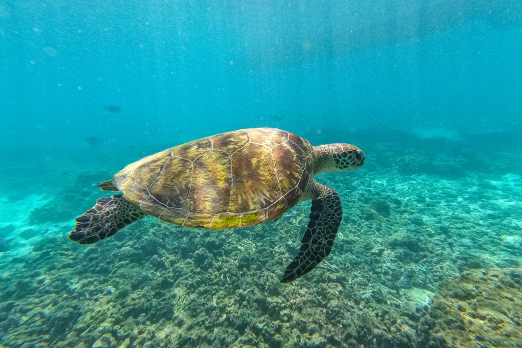 Visiting Daymaniyat Islands in Oman - turtle swimming